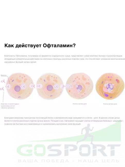 Пептиды Цитамины Офталамин Классик 40 таблеток Пептиды Цитамины Офталамин Классик 40 таблеток